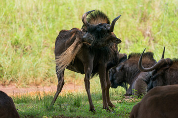 Wildebeest trying to scratch an itch on its bum, contorting its body to try and achieve this. taken in beautiful lush green bushveld of South Africa