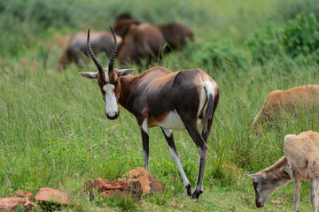 Beautiful Blesbok antelope with fully grown horns and white face.
Standing and grazing in the gorgeous lush green bushveld of South africa