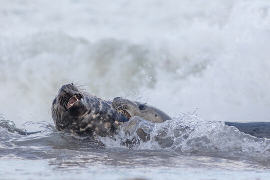 Animal attack. Two grey seals fighting in the sea water. Action shot of wild animals interacting.