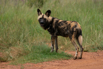 Fierce African Wild dog in its natural habitat hunting for food. running in the bush veld with rounded ear.