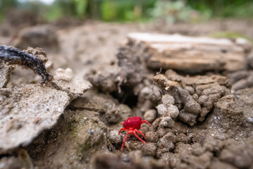 macro shot of a red velvet mite running on the ground