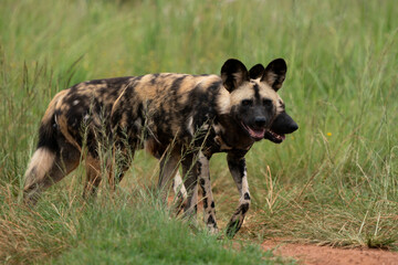 Fierce African Wild dog in its natural habitat hunting for food. running in the bush veld with rounded ear.