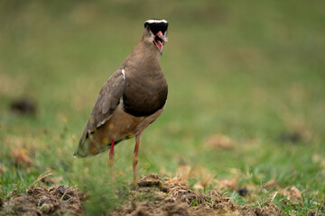 Crowned lapwing Kiewiet walking on the grounding shouting and warning all passers in the lush green bushveld of South Africa