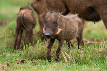 Fototapeta na wymiar Baby warthog vlakvark standing around with its mother in the beautiful lush green bushveld of South Africa. Standing at attention looking for predators.