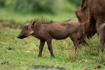 Obraz na płótnie Canvas Baby warthog vlakvark standing around with its mother in the beautiful lush green bushveld of South Africa. Standing at attention looking for predators.