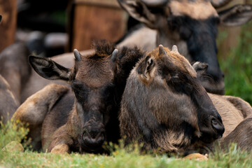 Fototapeta premium Beautiful cute baby wildebeest with small stumps for horns cuddling together in a herd to keep safe from the predators.