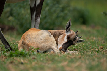 very Cute Blesbok Antelope juvenile baby laying at its mothers feet on the ground sleeping in the lush bushveld of South Africa