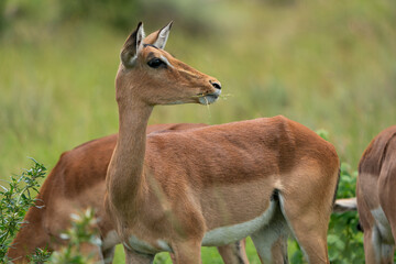 Beautiful portrait of a Female Impala buck antelope in the lush green bush veld among the rest of the herd