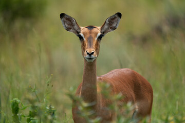 Beautiful portrait of a Female Impala buck antelope in the lush green bush veld among the rest of the herd