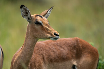 Beautiful portrait of a Female Impala buck antelope in the lush green bush veld among the rest of the herd