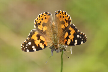 Belle Dame (Vanessa cardui)