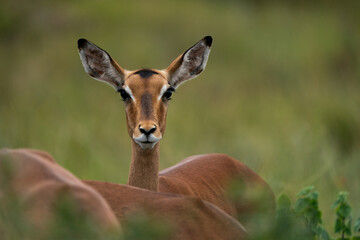 Beautiful portrait of a Female Impala buck antelope in the lush green bush veld among the rest of the herd