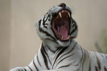 Beautiful White Bengal Tiger  yawning and showing its teeth and pink tongue  with stunning patterns and textures on its hide. Held in captivity in a nature reserve  