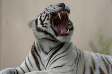 Fototapeta na wymiar Beautiful White Bengal Tiger yawning and showing its teeth and pink tongue with stunning patterns and textures on its hide. Held in captivity in a nature reserve 
