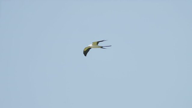 Swallow Tailed Kite Flying Against Blue Sky