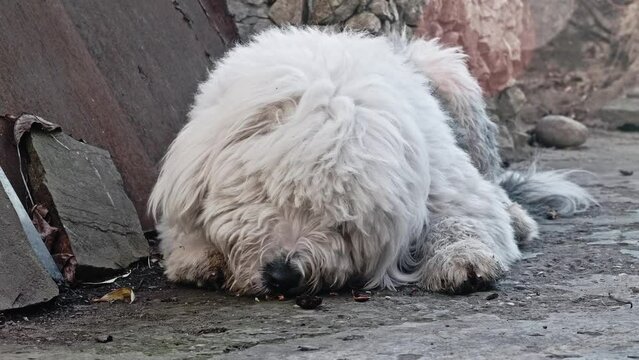 Close up view of bobtail lying and eating pedigree on floor of back yard