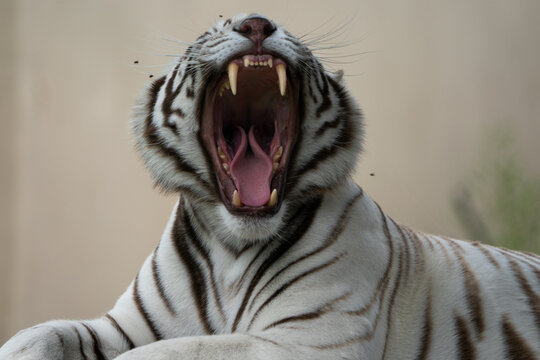 Beautiful White Bengal Tiger  yawning and showing its teeth and pink tongue  with stunning patterns and textures on its hide. Held in captivity in a nature reserve  