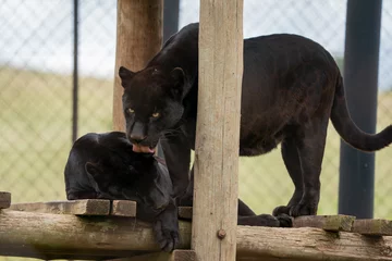 Foto auf Alu-Dibond 2 Black Panther Jaguar brothers being held in captivity to ensure that the species can reproduce to get it off of the endangered species list.  © Phillip