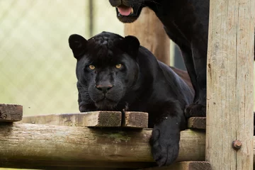 Fotobehang 2 Black Panther Jaguar brothers being held in captivity to ensure that the species can reproduce to get it off of the endangered species list.  © Phillip