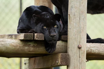 Foto auf Leinwand 2 Black Panther Jaguar brothers being held in captivity to ensure that the species can reproduce to get it off of the endangered species list.  © Phillip