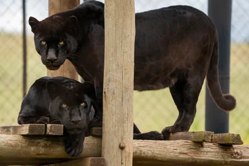 Fotobehang 2 Black Panther Jaguar brothers being held in captivity to ensure that the species can reproduce to get it off of the endangered species list.  © Phillip
