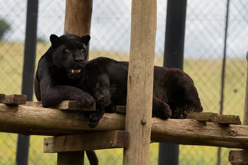 Deurstickers 2 Black Panther Jaguar brothers being held in captivity to ensure that the species can reproduce to get it off of the endangered species list.  © Phillip