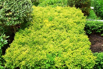 hedge in the park on a hot summer day