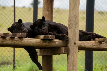 Foto op Canvas 2 Black Panther Jaguar brothers being held in captivity to ensure that the species can reproduce to get it off of the endangered species list.  © Phillip
