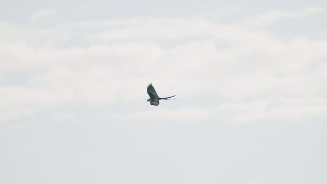 Swallow Tailed Kite Flying Against Cloudy Sky