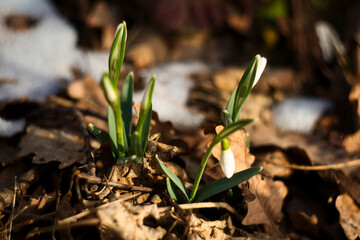 First spring flowers in Serbia - snowdrops in the national park Fruška Gora mountain