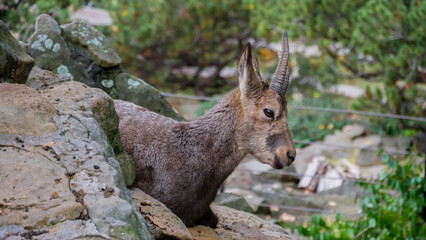 Mountain goat on rock in a zoo