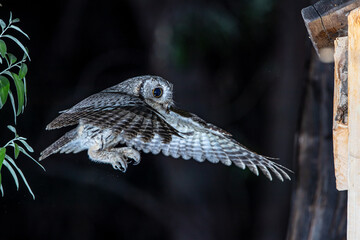 Western Screech Owl Flying At Night