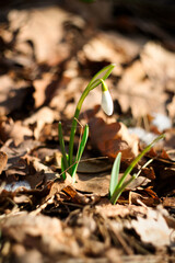First spring flowers in Serbia - snowdrops in the national park Fruška Gora mountain