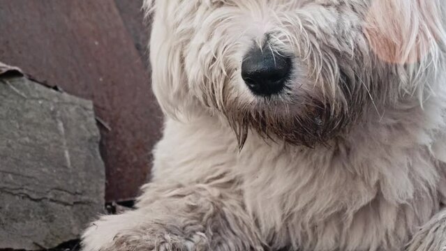 Close up view of bobtail lying on the floor.