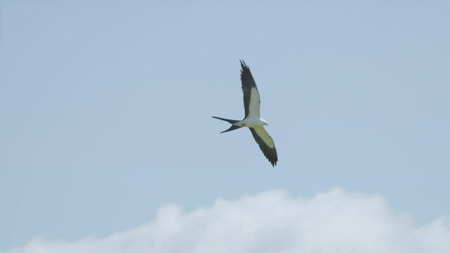 Swallow Tailed Kites Flying in the Sky