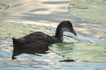 Fulica Rallidae junges Blesshuhn im Wasser neben Seerosenblätter noch ist es grau und hat nicht die typische Zeichnung der Alt Vögel