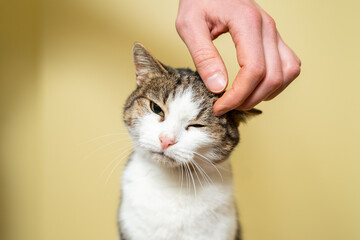 Close-up hand of a volunteer stroking a cute stray cat. The concept of charity and helping animals....