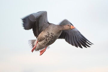 Greylag goose in flight