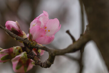 Almond tree blooming flower