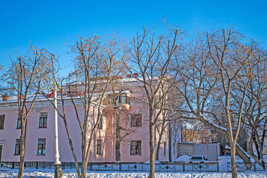 Trees with pruned branches on a cold winter day