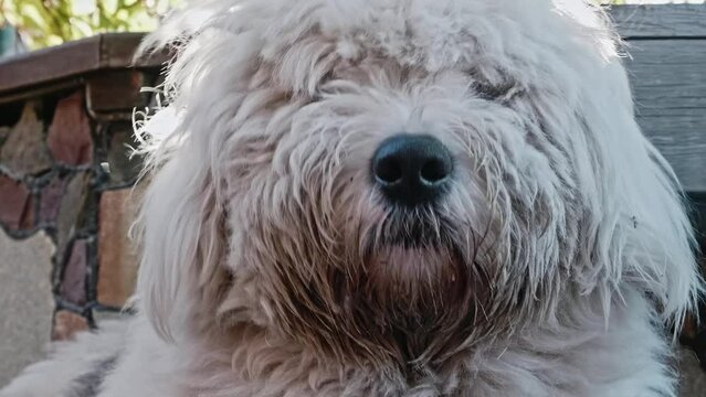 Close up view of bobtail lying on the floor.