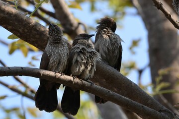 Arrow-marked babblers are sitting on a branch