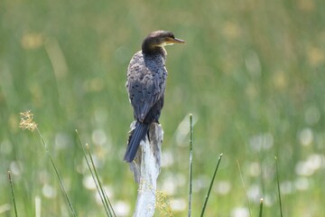 Juvenile reed cormorant perched on a stake