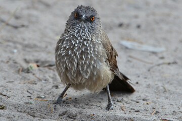 Closeup of an arrow-marked babbler