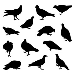 Fototapeta premium Vector Collection Set of Pigeon Bird Silhouettes 
