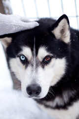 dog with different eyes, Siberian husky on white background