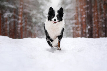 border collie dog snow walk in forest magical winter day with pet
