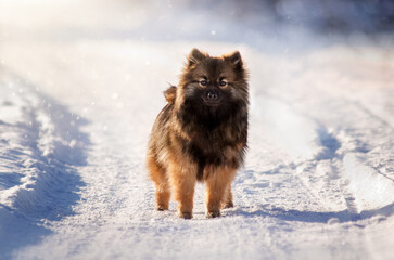 pomeranian dog snowy walk in the forest magical winter day with pet
