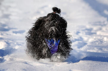 shih tzu dog cute black puppy snow walk magical winter day with pet
