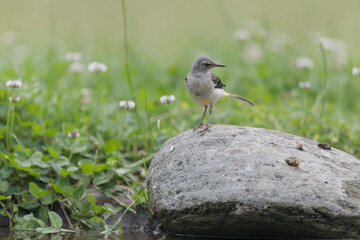 Grey wagtail Motacilla cinerea in close view near a pond